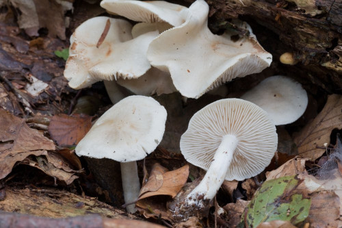 Tricholomataceae_Tricholoma lascivum 1-2.jpg