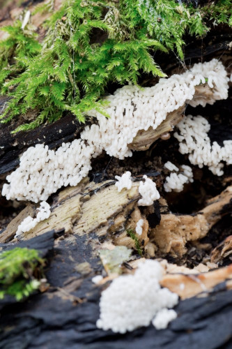 Ceratiomyxa fruticulosa cf 3-2.jpg