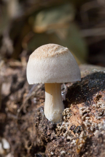 Pluteaceae_Pluteus plautus.jpg