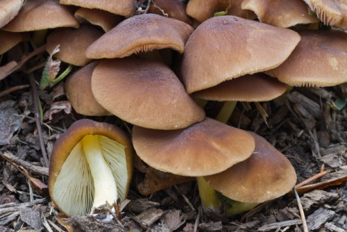 Pluteaceae_Pluteus romellii.jpg