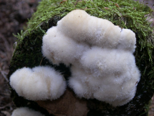 Oligoporus ptychogaster,weiß.JPG