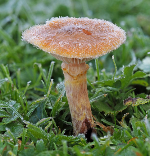 Armillaria lutea.jpg