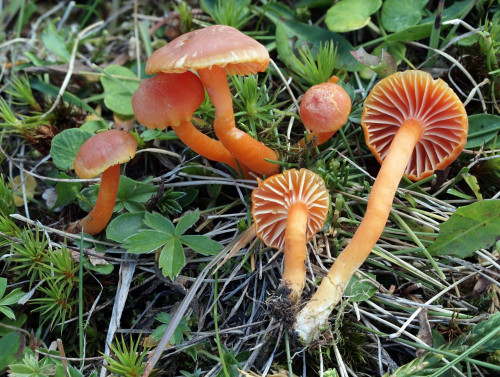 Hygrocybe reidii.jpg