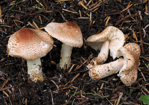 Lepiota ochraceofilva.jpg