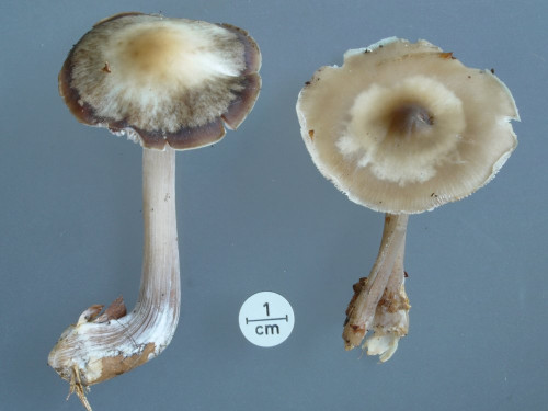 Collybia Vergleichsbild;OS.JPG