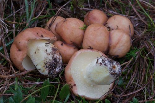 Boletaceae_Suillus granulatus 2-2.jpg