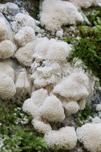 Coriolaceae_Oxyporus latemarginatus cf 3-2.jpg