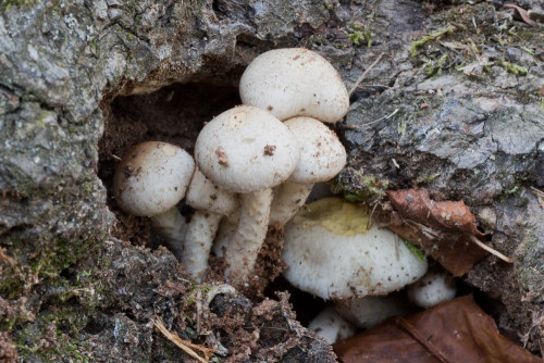 Strophariaceae_Pholiota gummosa 1-2.jpg