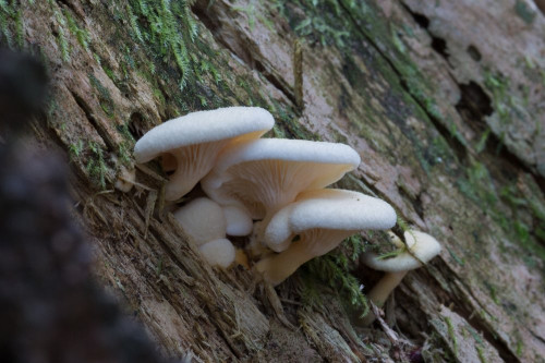 Paxillaceae_Hygrophoropsis sp 2-2.jpg