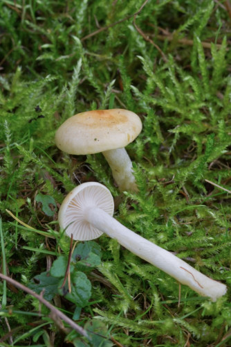 Hygrophoraceae_Cuphophyllus pratensis 1-2.jpg