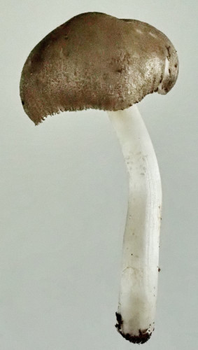 Pluteus ephebeus;Studio;1.JPG