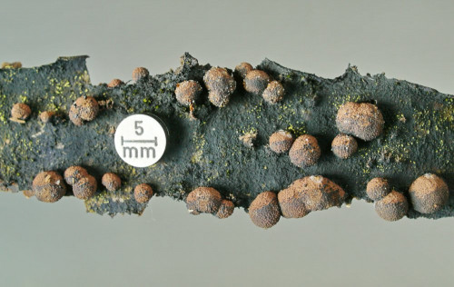 Hypoxylon fragiforme;Studio.JPG