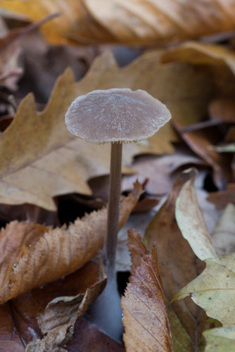 Tricholomataceae_Mycena polygramma 1-2.jpg