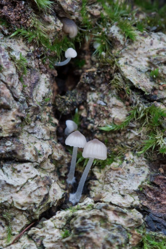 Tricholomataceae _Mycena sp 1-2.jpg