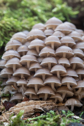 Tricholomataceae _Mycena tintinnabulum 5-2.jpg