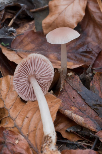 Tricholomataceae_Mycena rosea 1-2.jpg