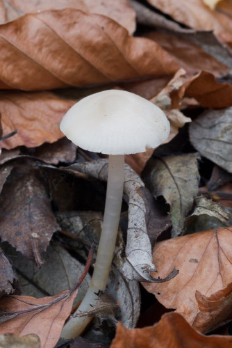 Tricholomataceae_Mycena pura f alba 1-2.jpg