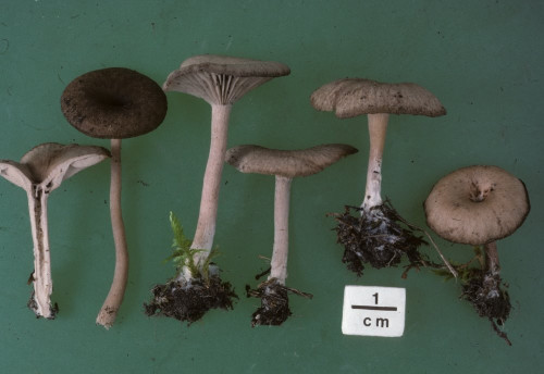 Pseudoclitocybe_expallens_IK5080_Lobau_L3_16.11.89_comp.jpg