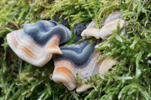 Coriolaceae_Trametes versicolor 3-2.jpg