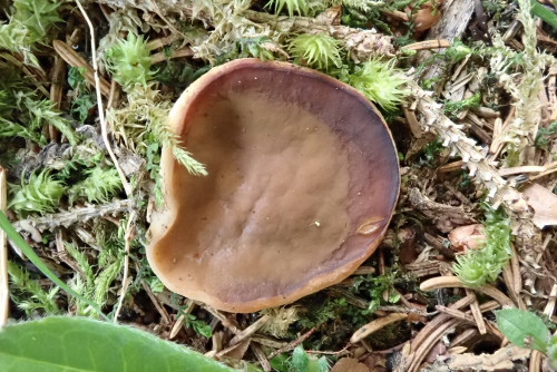 Gyromitra sp. auf dick bemoostem Stein