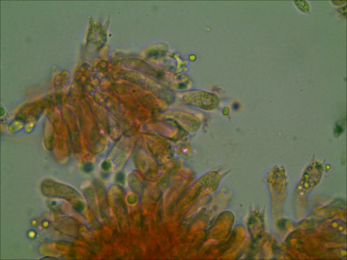 Mycena flos-niveum Kühner<br />2- u. 4-sp. Basidien gefunden, ChZ grob warzig und mit fingerförmigen Auswüchsen