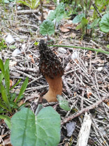 Morchella conica.jpg