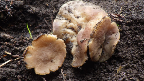 Gyromitra geogenia 3 st.JPG