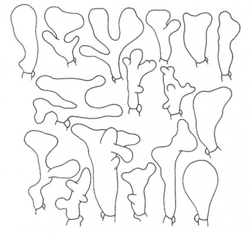 Gymnopus_ocior_Ron_Cheilos.JPG