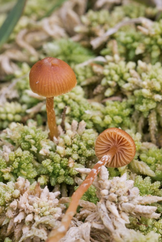 Strophariaceae_Galerina paludosa cf 2-2.jpg