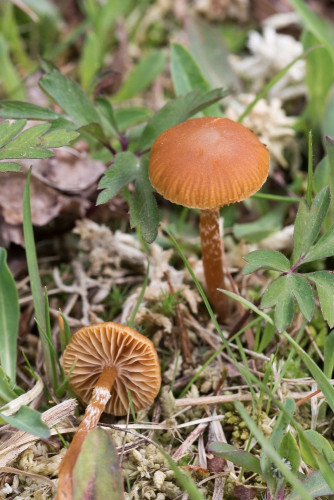 Strophariaceae_Galerina paludosa cf 3-2.jpg