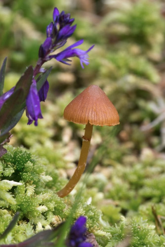 Strophariaceae_Galerina paludosa cf 4-2.jpg