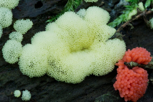 Ceratiomyxa fruticulosa cf 1-2.jpg