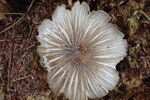 Megacollybia Koll. 2