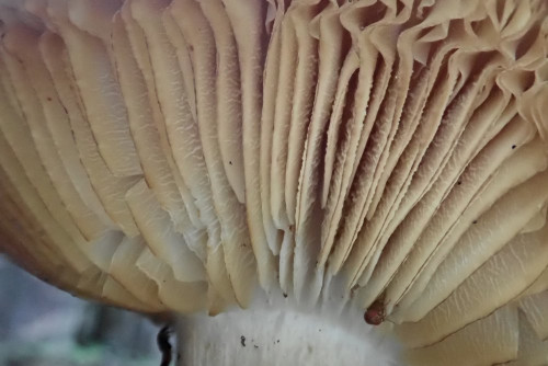 Megacollybia Koll. 1