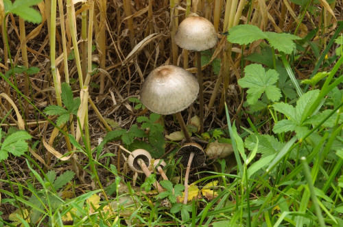 2020-06-20-Winzendorf, Bad Fischau, Niederösterreich-0034.jpg