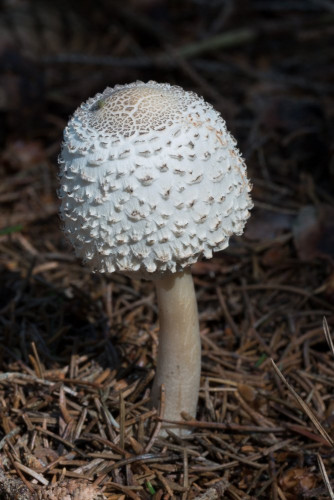 Agaricaceae_Leucoagaricus nympharum 1-2.jpg