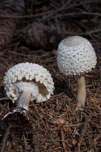 Agaricaceae_Leucoagaricus nympharum 2-2.jpg