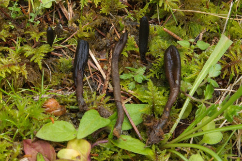 2020-07-12-Hebalm, Schwarzkogel-0012.jpg