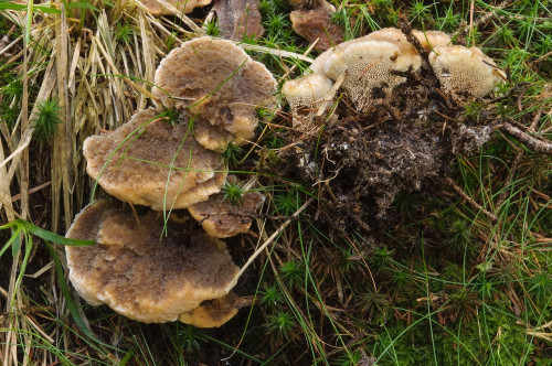 2020-07-12-Hebalm, Schwarzkogel-0014.jpg