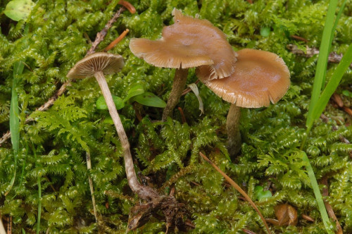 2020-07-12-Hebalm, Schwarzkogel-0019.jpg