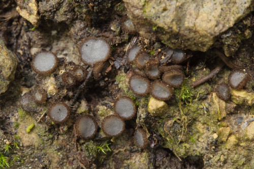 Trichophaea woolhopeia.jpg