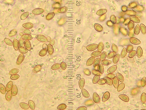 Hebeloma_160915_01mic07.JPG