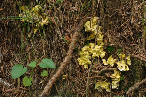 2019-08-13-Gressenberg, Schwanberg-0013.jpg