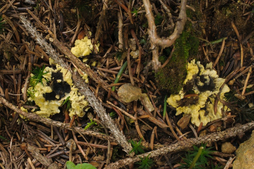 2019-08-13-Gressenberg, Schwanberg-0021.jpg