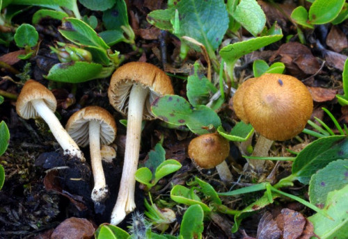 Inocybe spec. 2