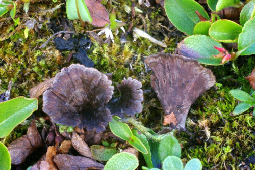 Thelephora caryophyllea