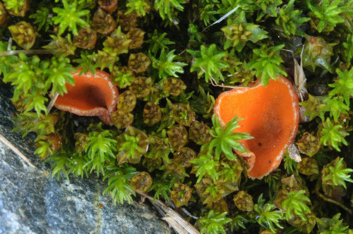 2020-08-09-Frastanz u. Umgebung - Bielerkopf, Bielerhöhe, Silvretta-0004.jpg