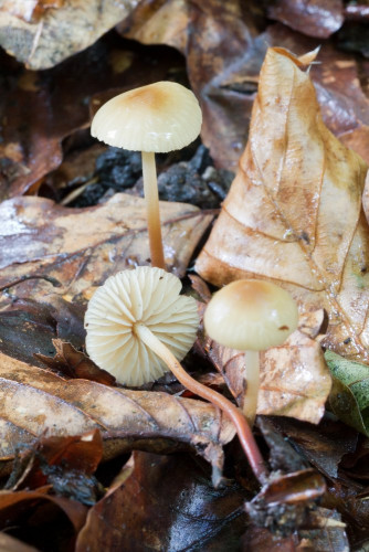 Marasmiaceae_Marasmius torquescens 1-2.jpg