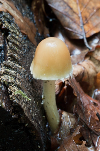 Coprinaceae_Psathyrella candolleana 1-2.jpg