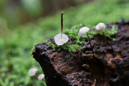 Marasmiaceae_Marasmius rotula 1 b-2.jpg